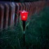 Szolár tulipán (Sárga, piros, rózsaszín)