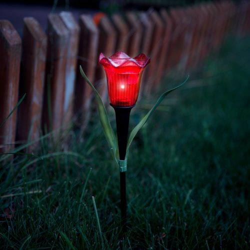 Szolár tulipán (Sárga, piros, rózsaszín)