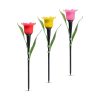 Szolár tulipán (Sárga, piros, rózsaszín)